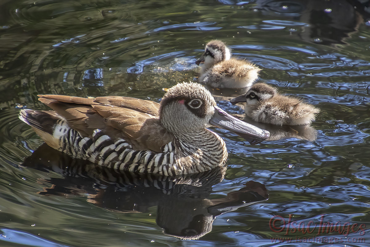 Click image for larger version  Name:	4026-Pink_Eared_Ducks_Family.jpg Views:	8 Size:	280.3 KB ID:	505454