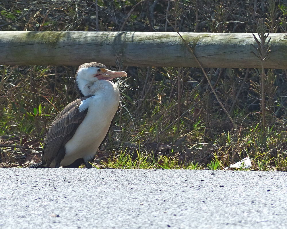 Click image for larger version

Name:	Bird in carpark-1.jpg
Views:	52
Size:	253.8 KB
ID:	505631