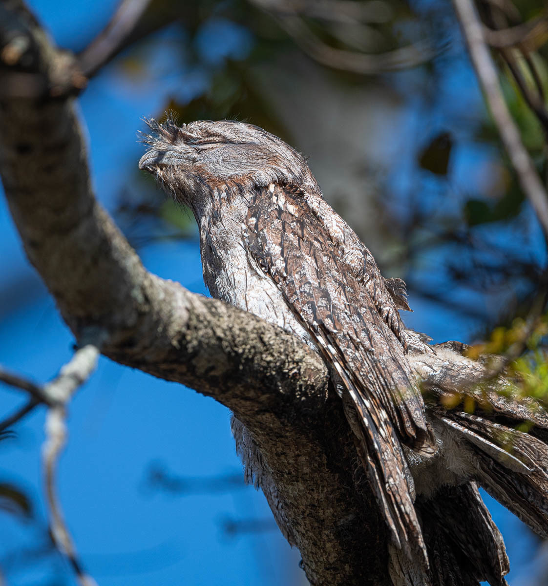 Click image for larger version

Name:	20231118_Frogmouths_0001.jpg
Views:	105
Size:	303.5 KB
ID:	505664