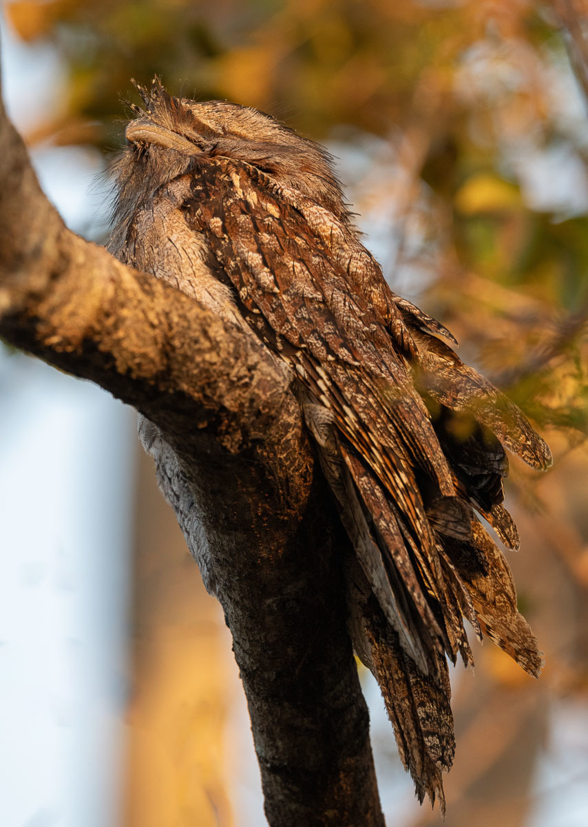 Click image for larger version

Name:	20231118_Frogmouths_0137-Edit.jpg
Views:	66
Size:	291.3 KB
ID:	505719