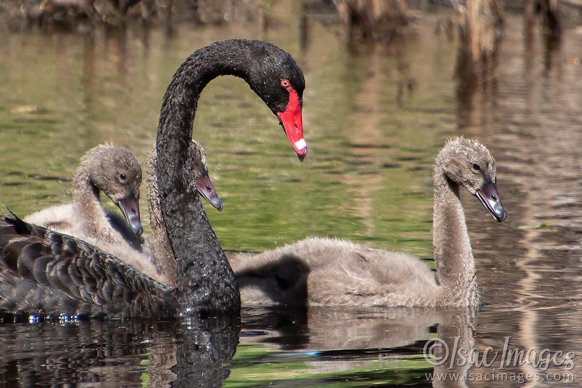 Click image for larger version

Name:	4451-Swan_Family.jpg
Views:	58
Size:	277.0 KB
ID:	505852