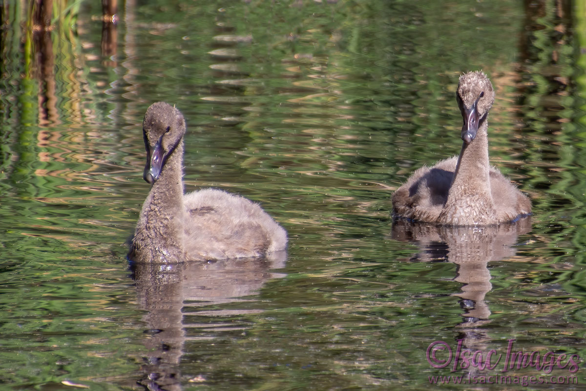 Click image for larger version

Name:	4463-Cygnets.jpg
Views:	45
Size:	276.0 KB
ID:	505855