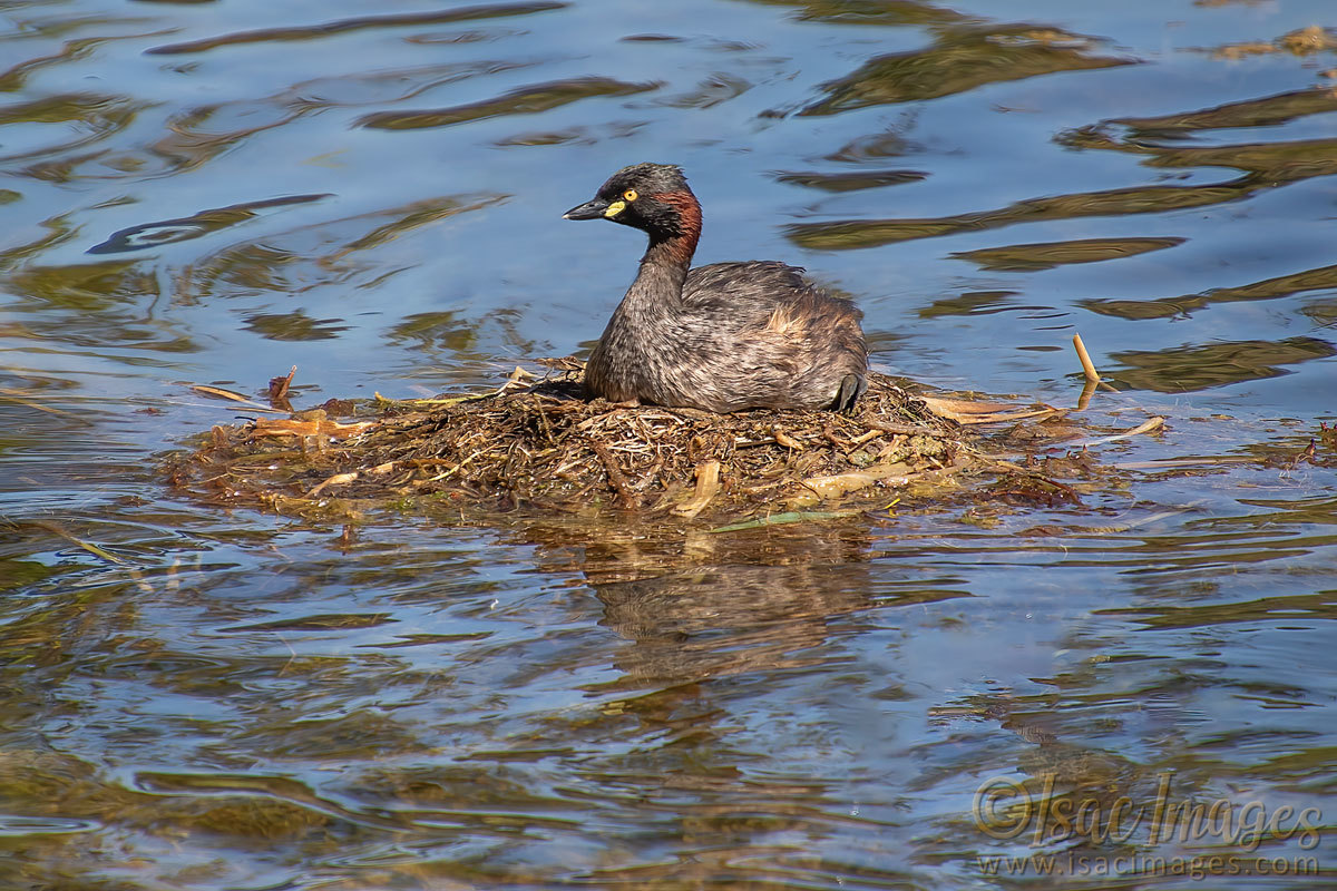 Click image for larger version

Name:	4528-Australasian_Grebe_On-Nest.jpg
Views:	65
Size:	296.8 KB
ID:	505858