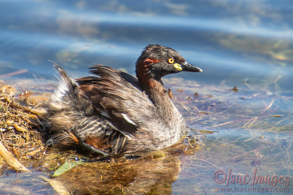 Click image for larger version

Name:	4539-Australasian_Grebe_Baby.jpg
Views:	49
Size:	283.3 KB
ID:	505859