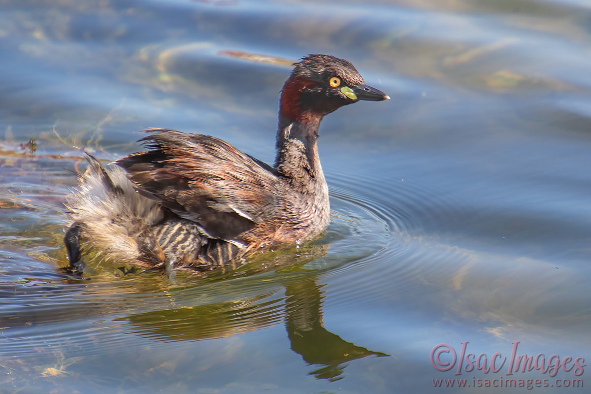 Click image for larger version

Name:	4540-Australasian_Grebe_Baby.jpg
Views:	45
Size:	284.6 KB
ID:	505860