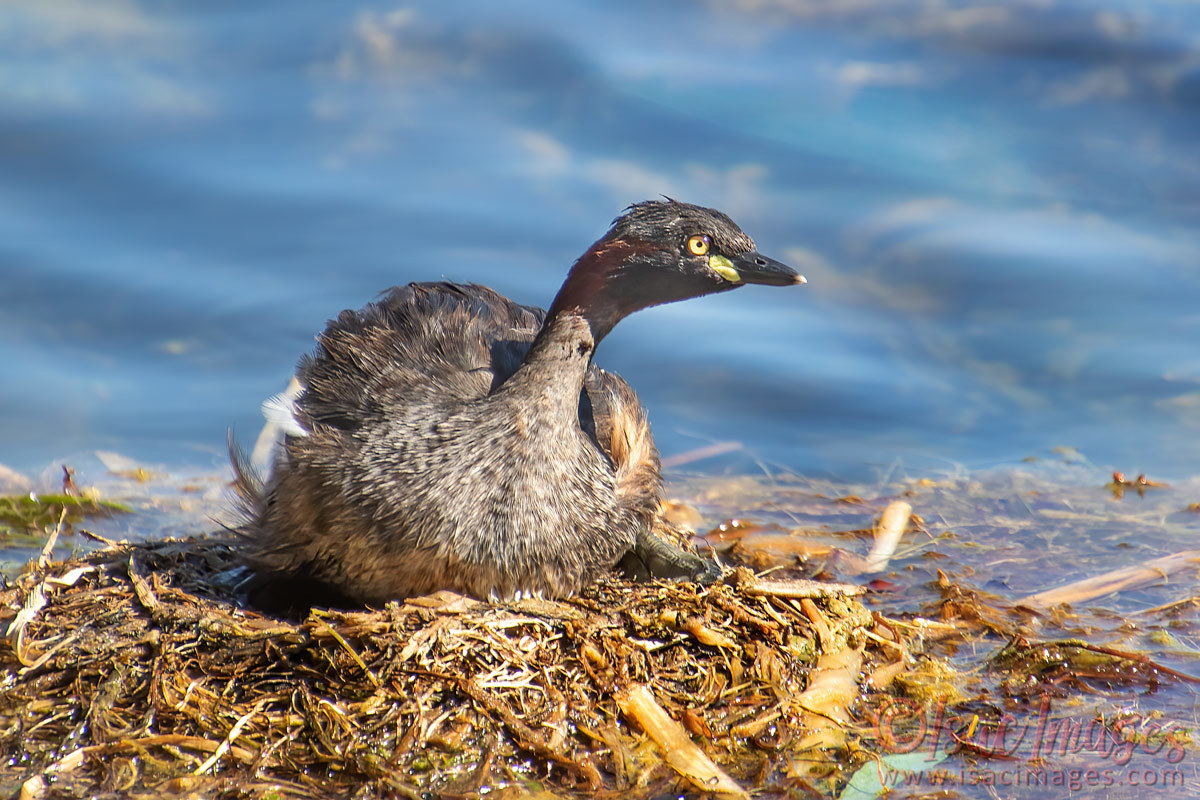 Click image for larger version

Name:	4536-Australasian_Grebe_Baby.jpg
Views:	52
Size:	284.5 KB
ID:	505861