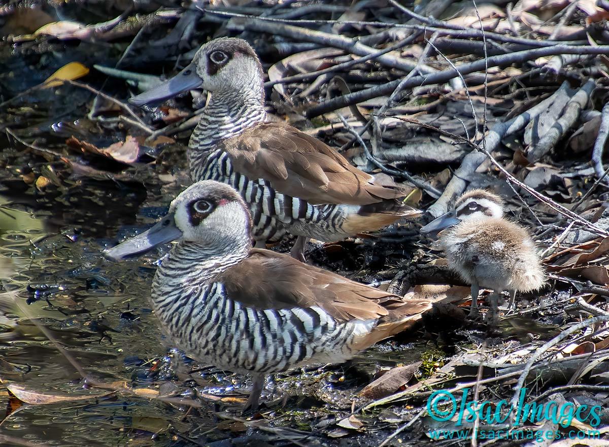 Click image for larger version

Name:	4375-Pink_Eared_Ducks_Baby.jpg
Views:	65
Size:	266.1 KB
ID:	505937