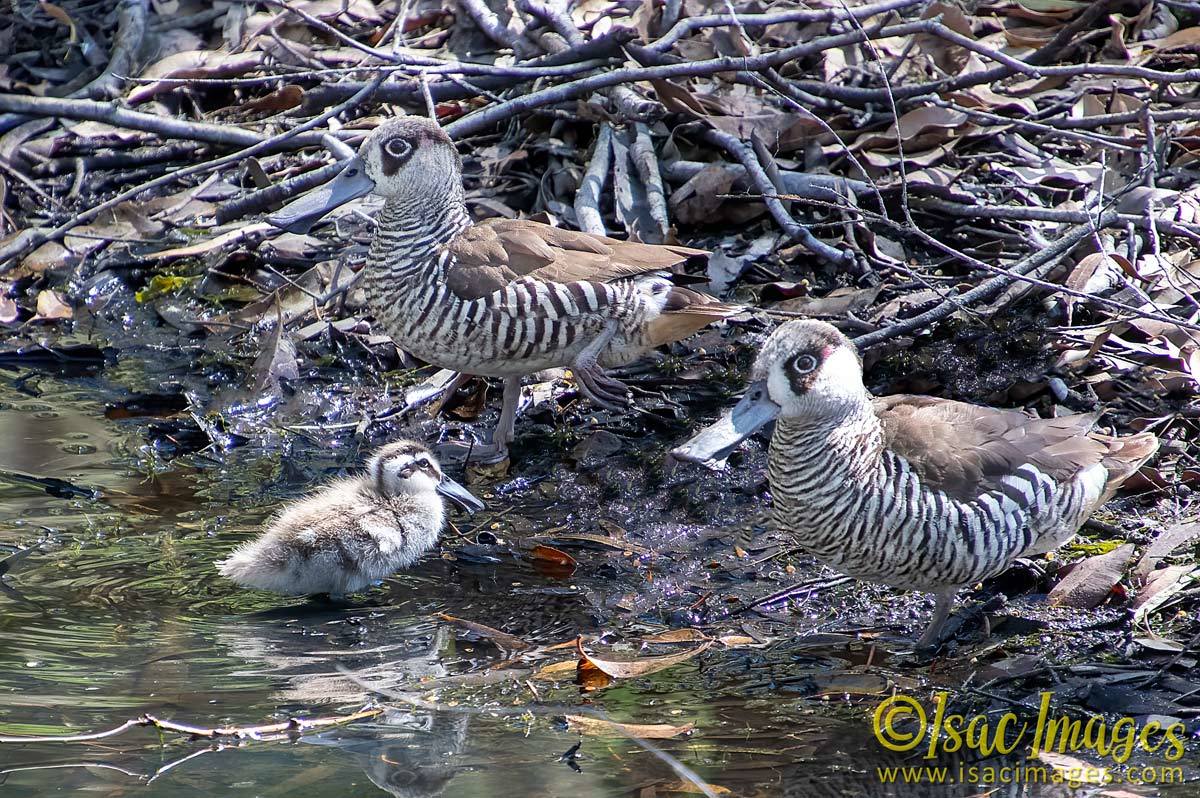 Click image for larger version

Name:	4381-Pink_Eared_Ducks_Baby.jpg
Views:	57
Size:	276.1 KB
ID:	505938