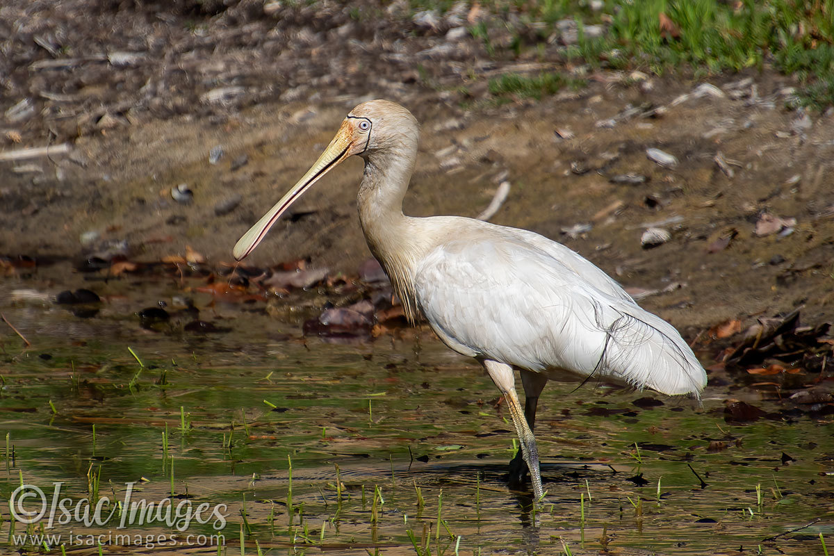 Click image for larger version

Name:	4588-Yellow_Billed_Spoonbill.jpg
Views:	53
Size:	278.2 KB
ID:	505940