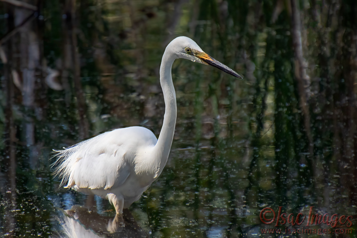 Click image for larger version

Name:	4423-Egret.jpg
Views:	45
Size:	269.9 KB
ID:	505941