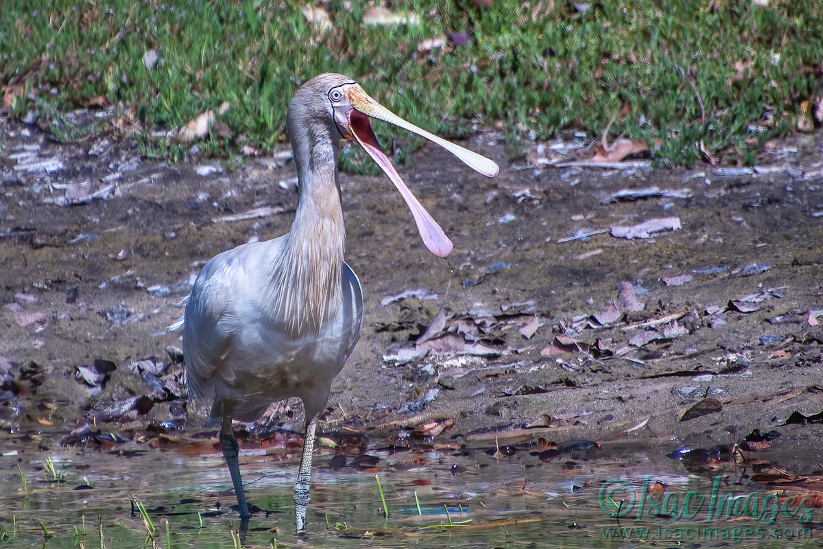 Click image for larger version

Name:	4582-Yellow_Billed_Spoonbill.jpg
Views:	43
Size:	291.9 KB
ID:	505942