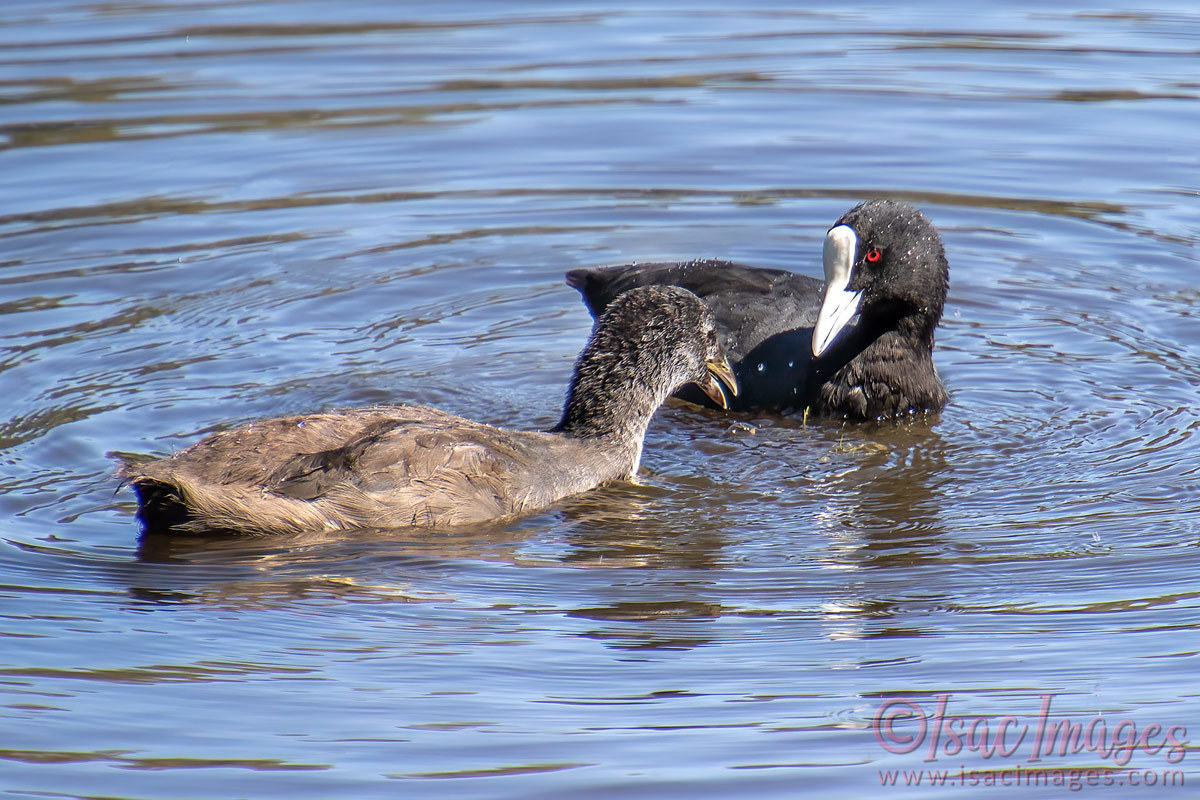 Click image for larger version

Name:	4478-Coots.jpg
Views:	51
Size:	286.7 KB
ID:	505944