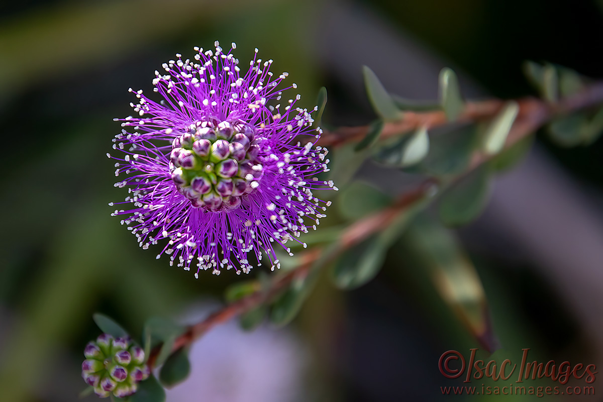 Click image for larger version

Name:	4613-Melaleuca_nesophila_Mauve_Honey_Myrtle.jpg
Views:	65
Size:	285.2 KB
ID:	505946