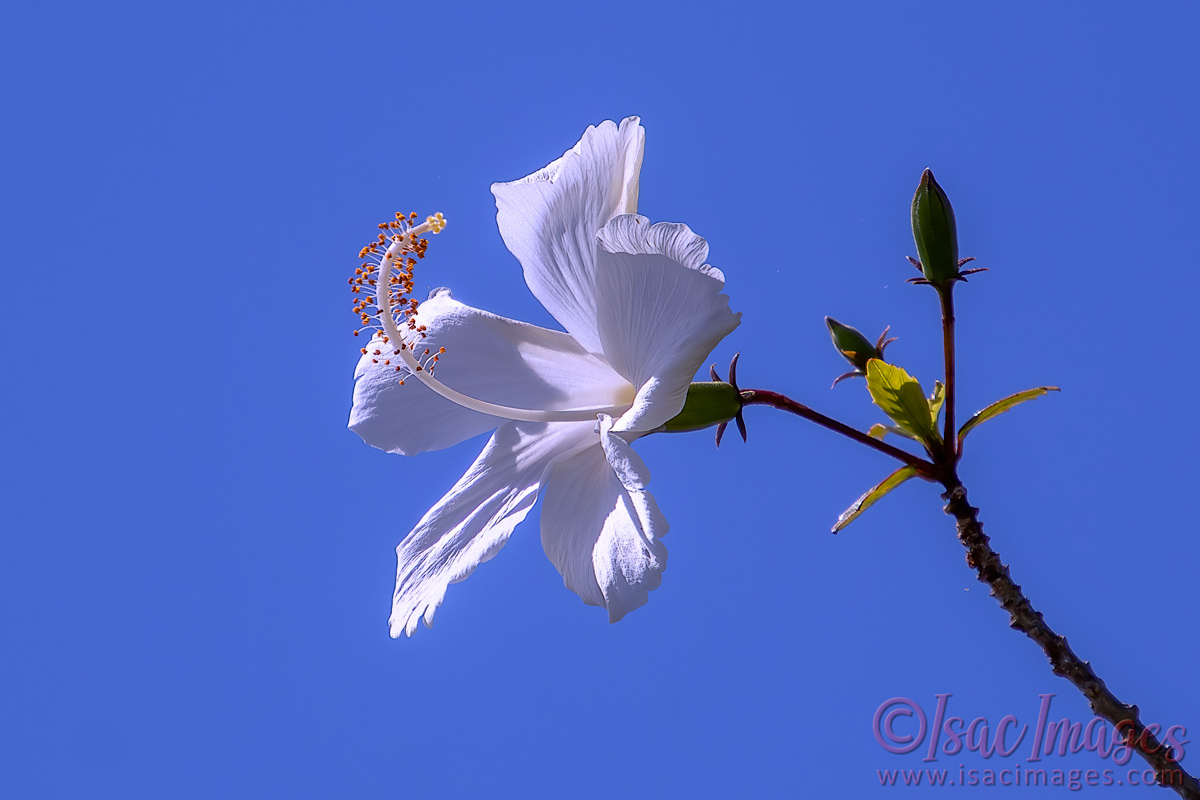 Click image for larger version

Name:	4801-White_Hibiscus.jpg
Views:	55
Size:	271.1 KB
ID:	505949