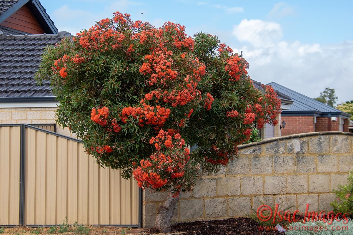 Click image for larger version

Name:	4776-Flowering_Gum.jpg
Views:	54
Size:	259.7 KB
ID:	505950