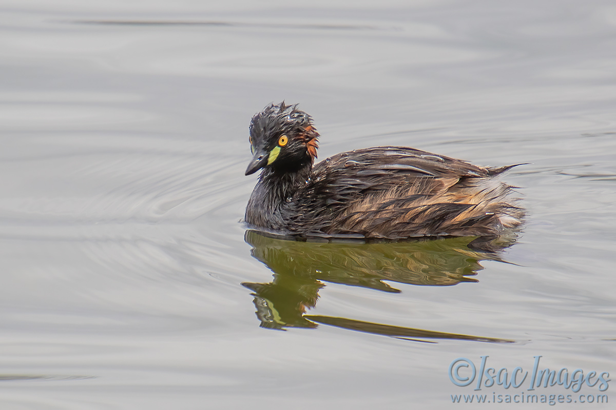 Click image for larger version

Name:	4751-Australasian_Grebe.jpg
Views:	60
Size:	262.4 KB
ID:	505952