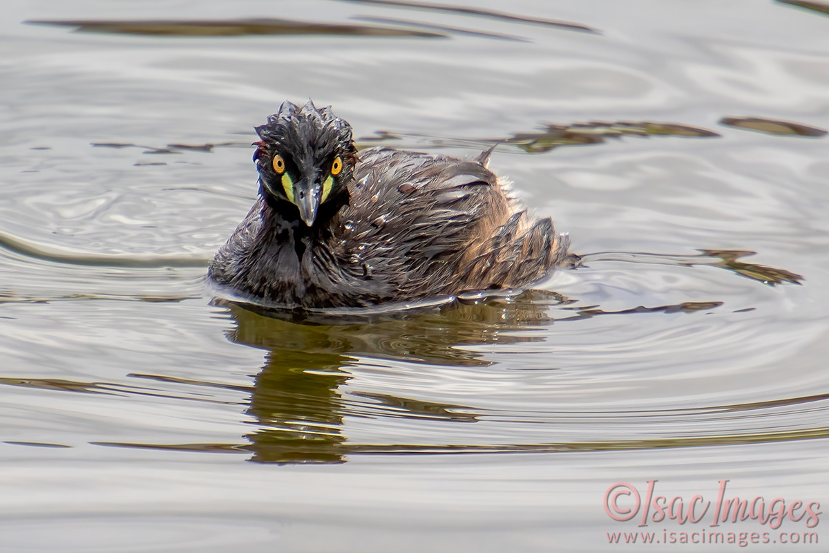 Click image for larger version

Name:	4749-Australasian_Grebe.jpg
Views:	50
Size:	273.8 KB
ID:	505953