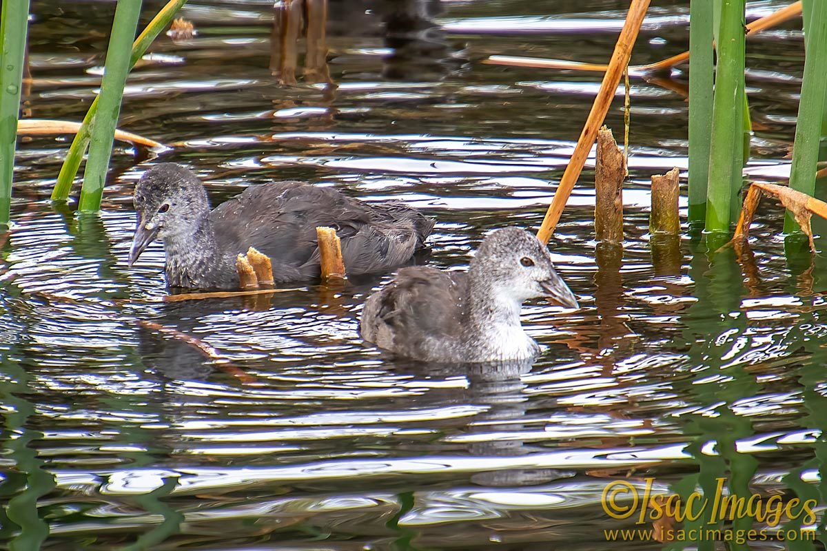 Click image for larger version

Name:	4758-Coot_Babies.jpg
Views:	49
Size:	258.5 KB
ID:	505957