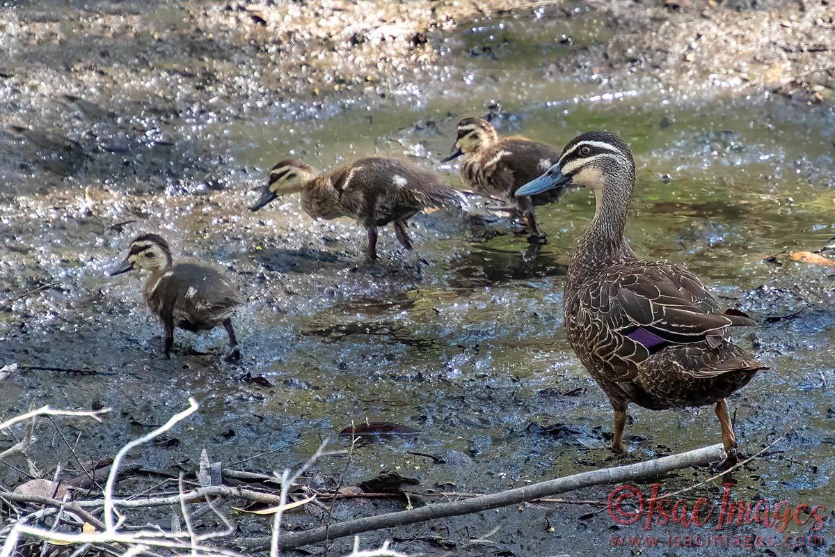 Click image for larger version

Name:	4810-Pacific_Black_Ducks_Family.jpg
Views:	32
Size:	267.8 KB
ID:	505958