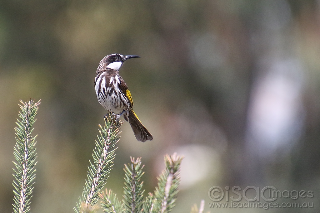 Click image for larger version

Name:	1618-White_Cheeked_Honeyeater.jpg
Views:	87
Size:	388.9 KB
ID:	474242