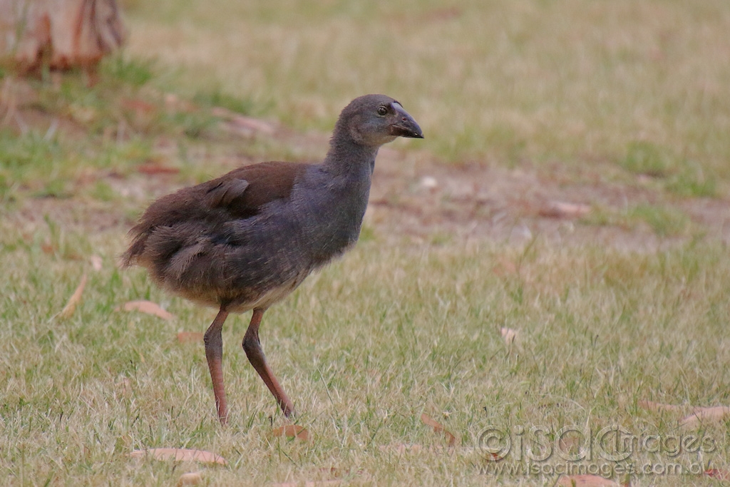 Click image for larger version

Name:	2071-Purple_Swamphen_Juvenile.jpg
Views:	91
Size:	443.1 KB
ID:	474243