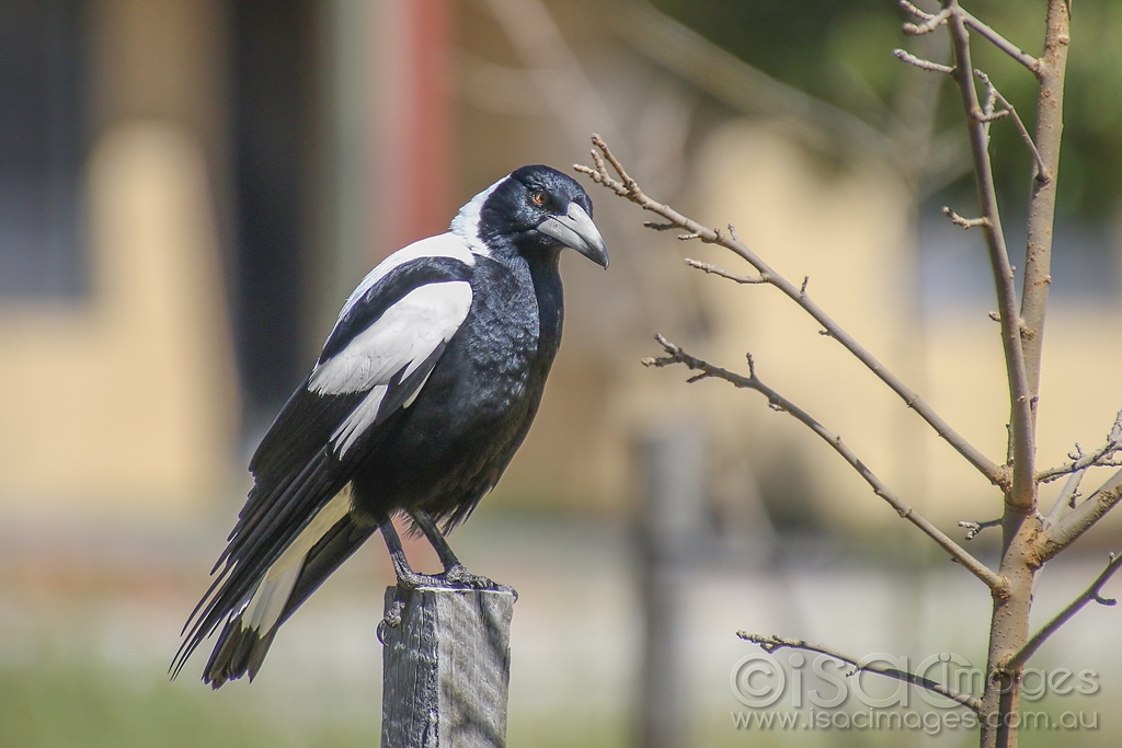 Click image for larger version

Name:	1628-Magpie.jpg
Views:	86
Size:	384.5 KB
ID:	474244