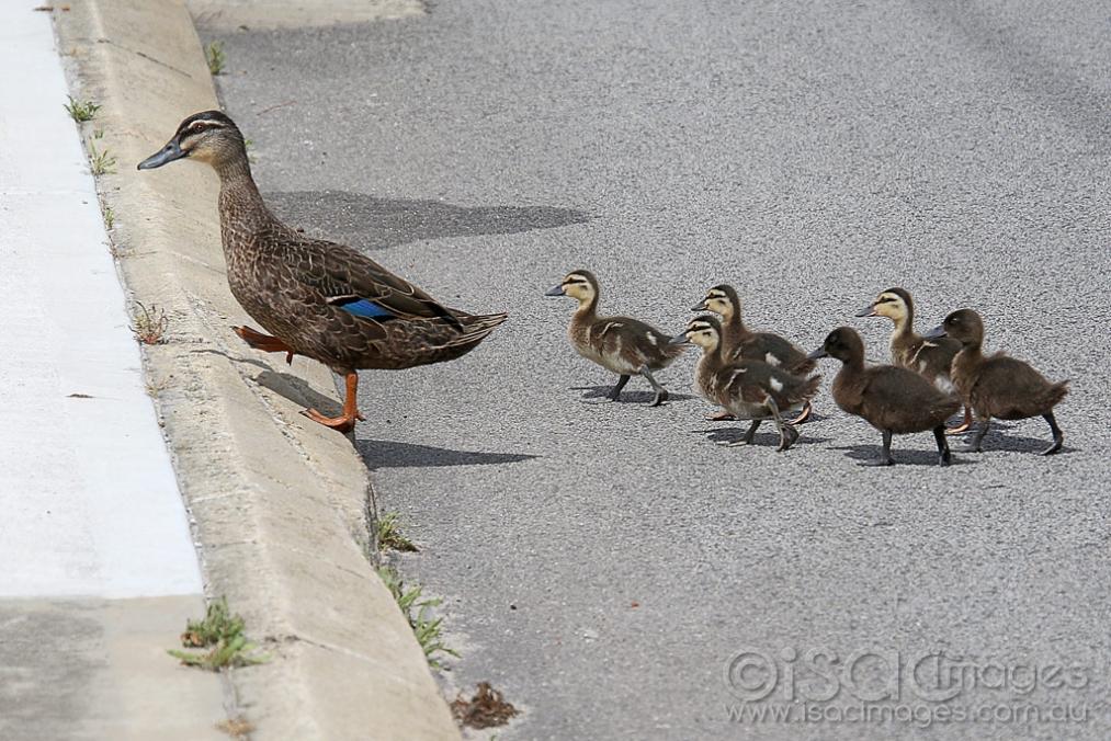 Click image for larger version

Name:	3017-Pacific_Black_Ducks_Crossing_Road.jpg
Views:	144
Size:	138.7 KB
ID:	474646