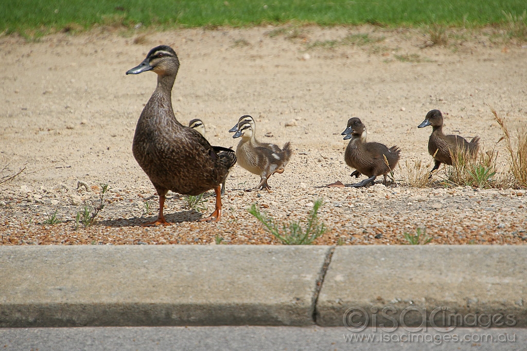 Click image for larger version

Name:	3009-Pacific_Black_Ducks_Crossing_Road.jpg
Views:	91
Size:	561.8 KB
ID:	474647