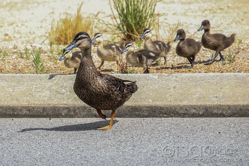 Click image for larger version

Name:	3012-Pacific_Black_Ducks_Crossing_Road.jpg
Views:	105
Size:	158.3 KB
ID:	474648