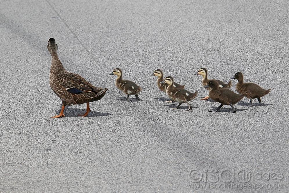 Click image for larger version

Name:	3013-Pacific_Black_Ducks_Crossing_Road.jpg
Views:	138
Size:	168.1 KB
ID:	474649