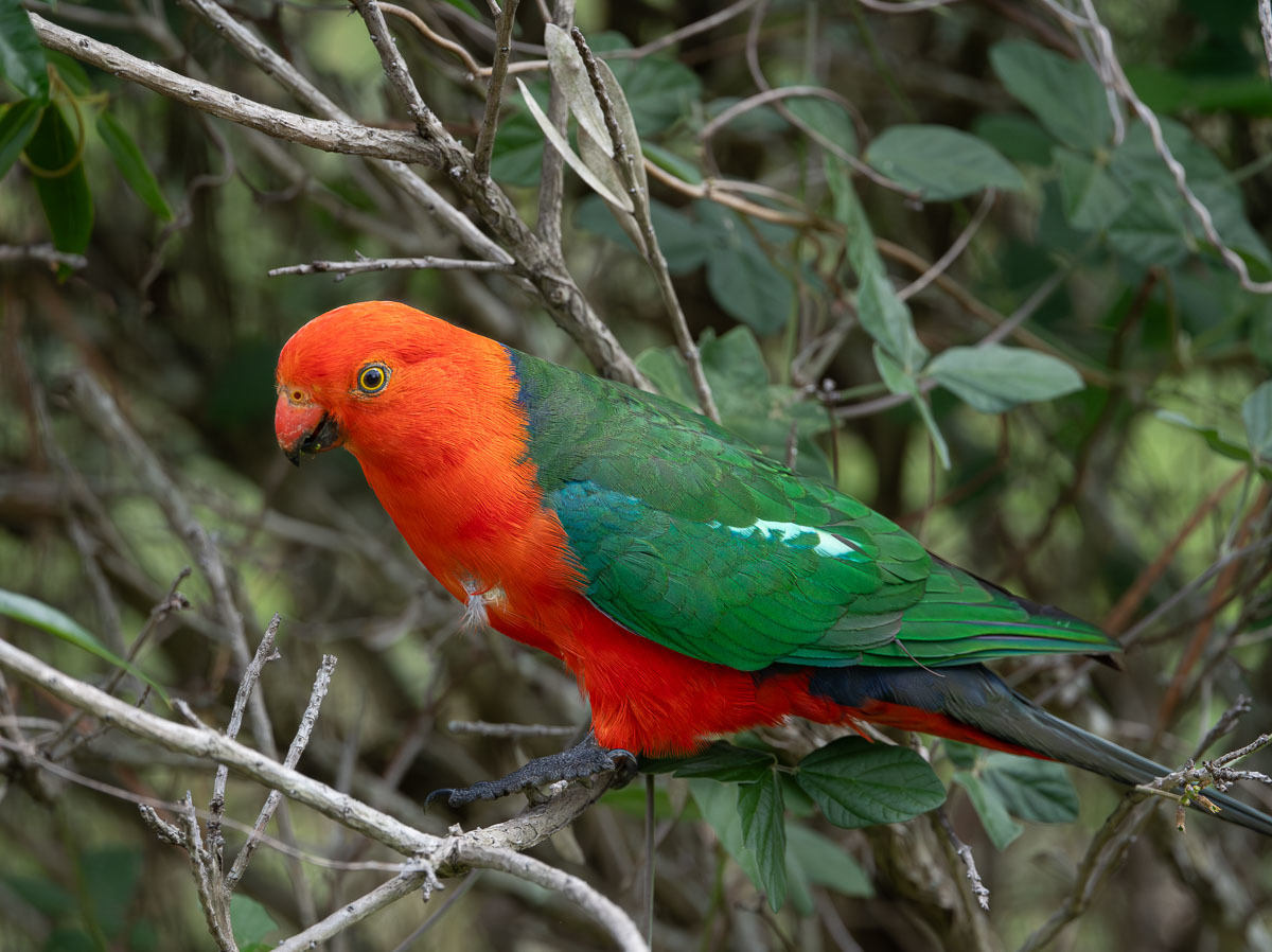 Click image for larger version  Name:	20231225_King_Parrot_0130-Enhanced-NR.jpg Views:	0 Size:	282.0 KB ID:	506172