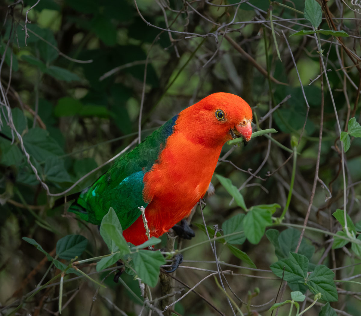 Click image for larger version  Name:	20231225_King_Parrot_0126.jpg Views:	0 Size:	274.1 KB ID:	506173