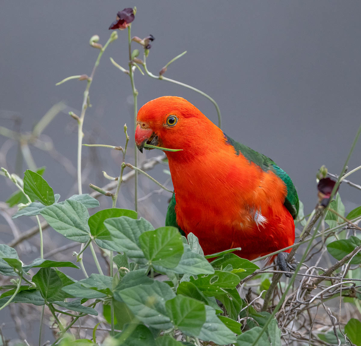 Click image for larger version

Name:	20231225_King_Parrot_0117.jpg
Views:	60
Size:	259.4 KB
ID:	506176