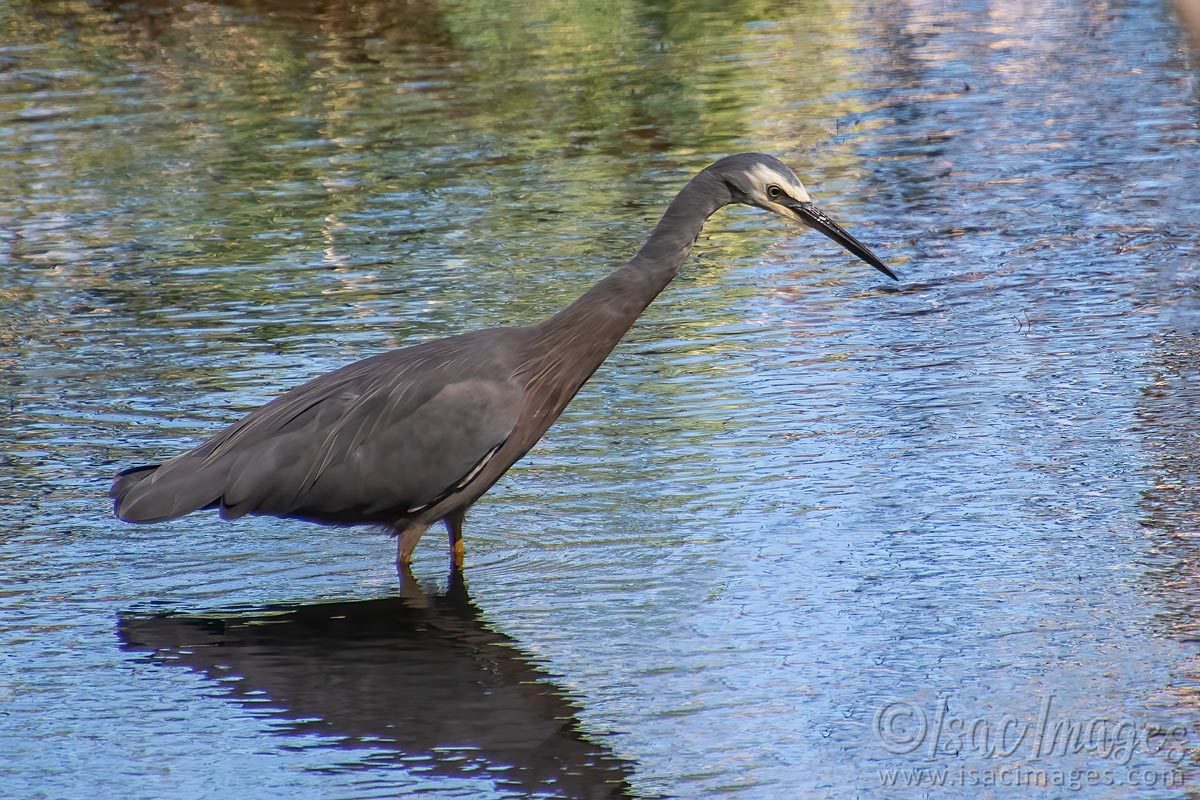 Click image for larger version

Name:	5633-White_Faced_Heron.jpg
Views:	57
Size:	252.9 KB
ID:	506461