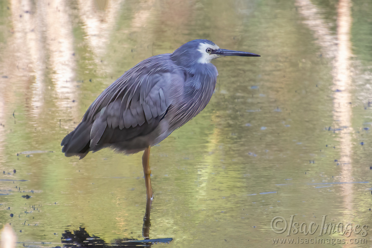 Click image for larger version

Name:	5647-White_Faced_Heron.jpg
Views:	40
Size:	288.7 KB
ID:	506462