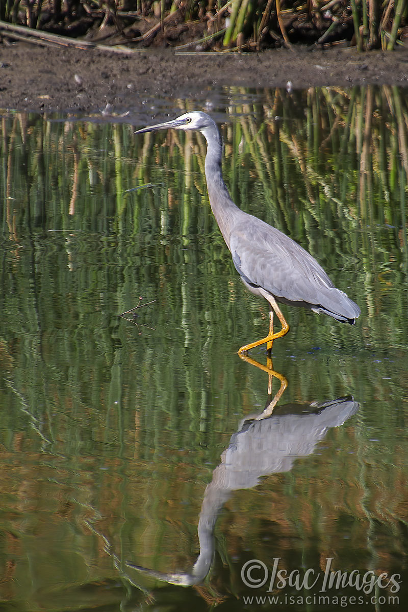 Click image for larger version

Name:	027A5776-White_Faced_Heron_BLUETOOTH.jpg
Views:	37
Size:	283.2 KB
ID:	506463