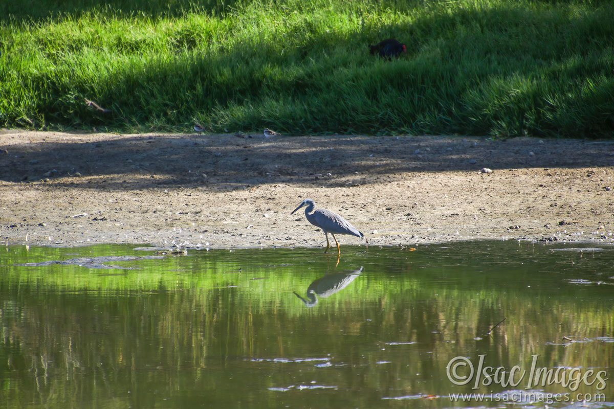 Click image for larger version

Name:	027A5813-White_Faced_Heron.jpg
Views:	39
Size:	286.2 KB
ID:	506464