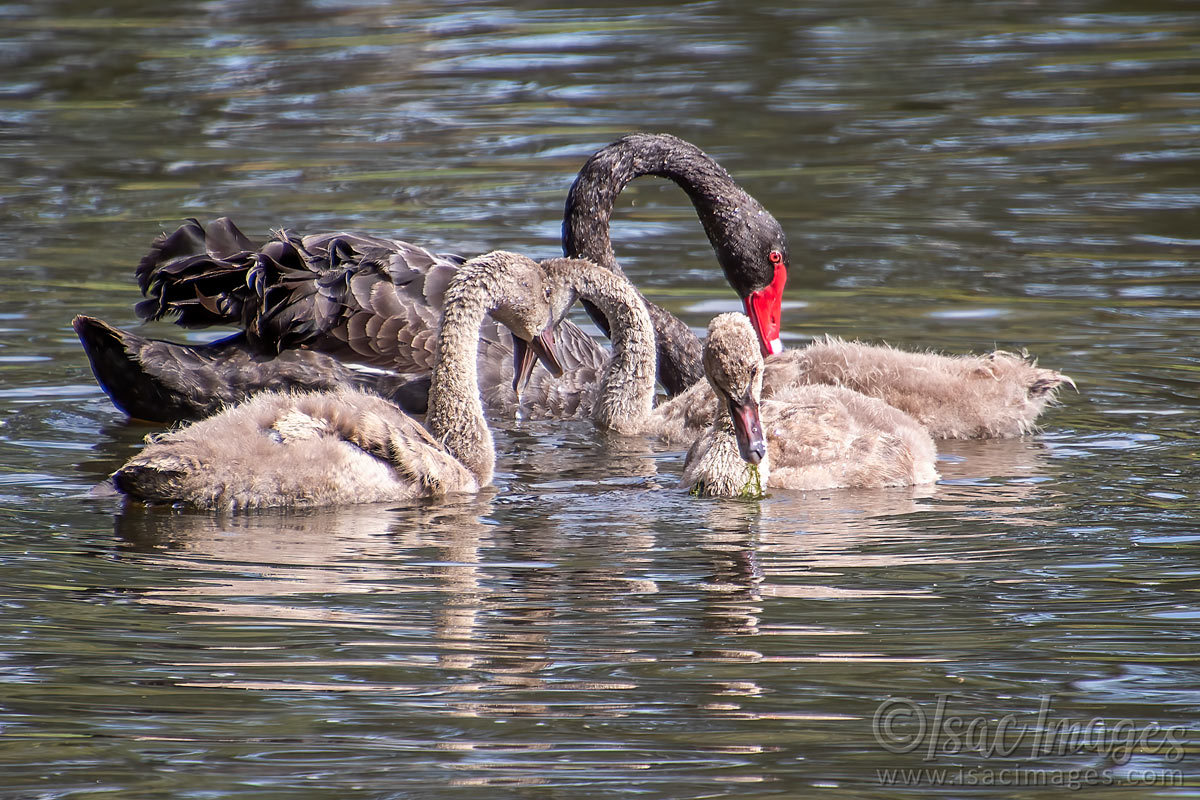 Click image for larger version  Name:	4742-Swan_Family.jpg Views:	0 Size:	285.9 KB ID:	506478