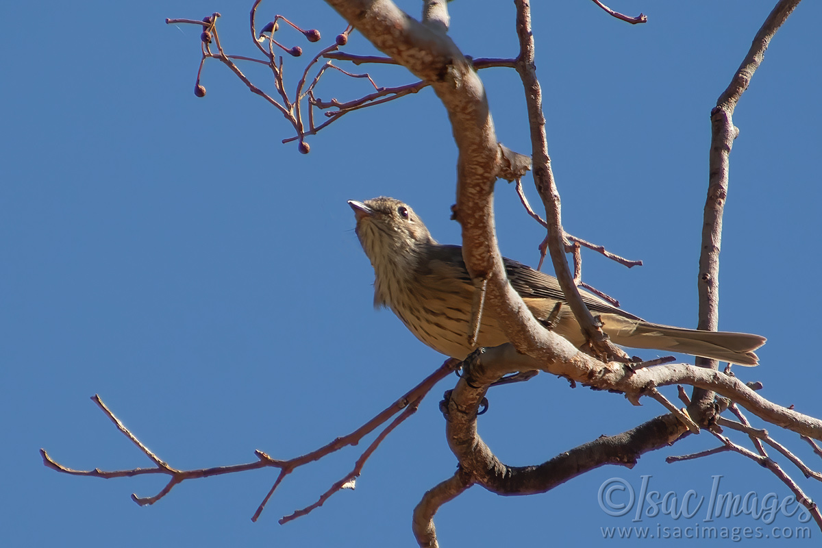 Click image for larger version

Name:	5949-Brown_Honeyeater.jpg
Views:	56
Size:	282.3 KB
ID:	506750