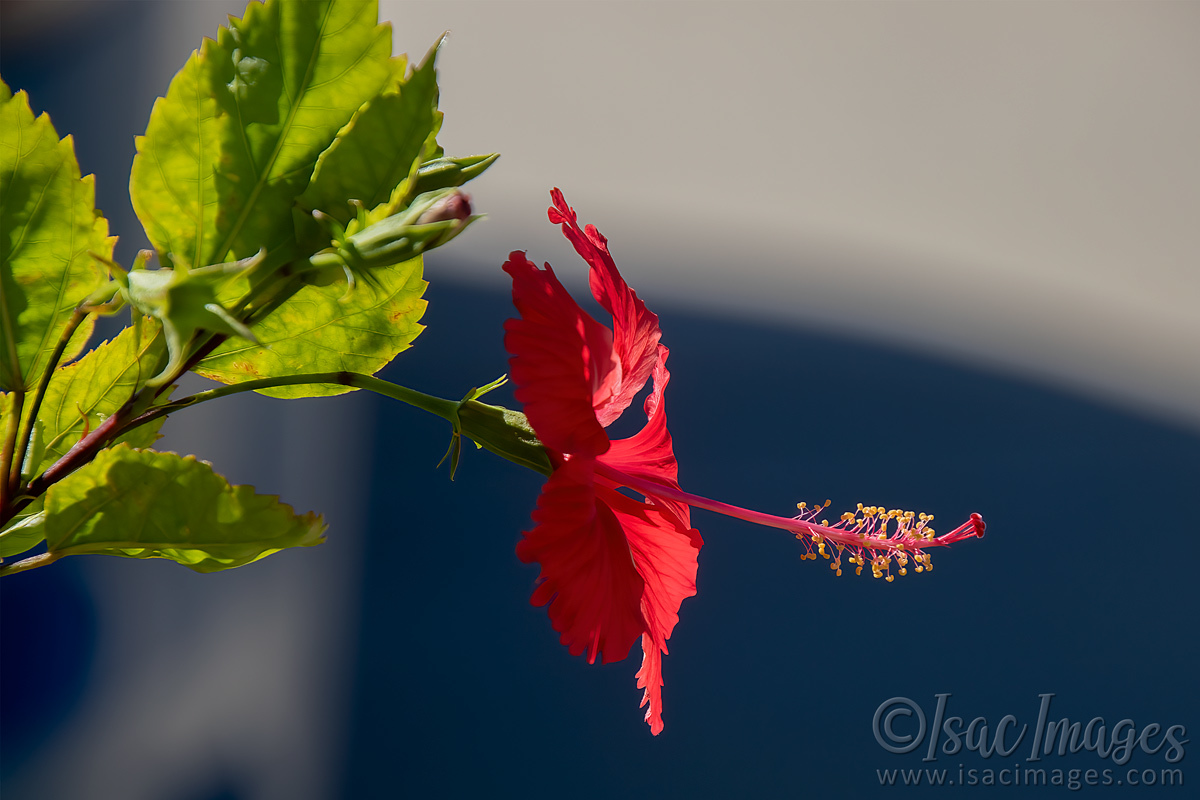 Click image for larger version

Name:	5941-Red_Hibiscus.jpg
Views:	52
Size:	275.3 KB
ID:	506752