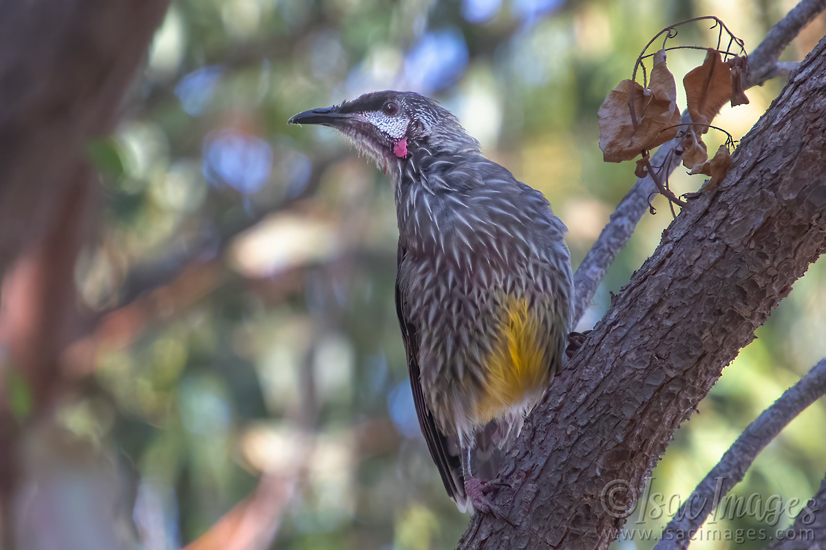 Click image for larger version

Name:	6039-Red_Wattlebird.jpg
Views:	62
Size:	280.6 KB
ID:	506754