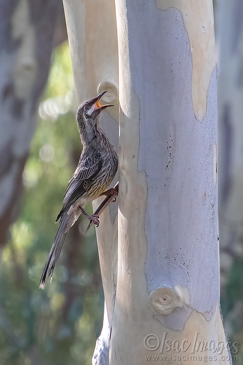 Click image for larger version

Name:	6040-Red_Wattlebird.jpg
Views:	49
Size:	276.6 KB
ID:	506755