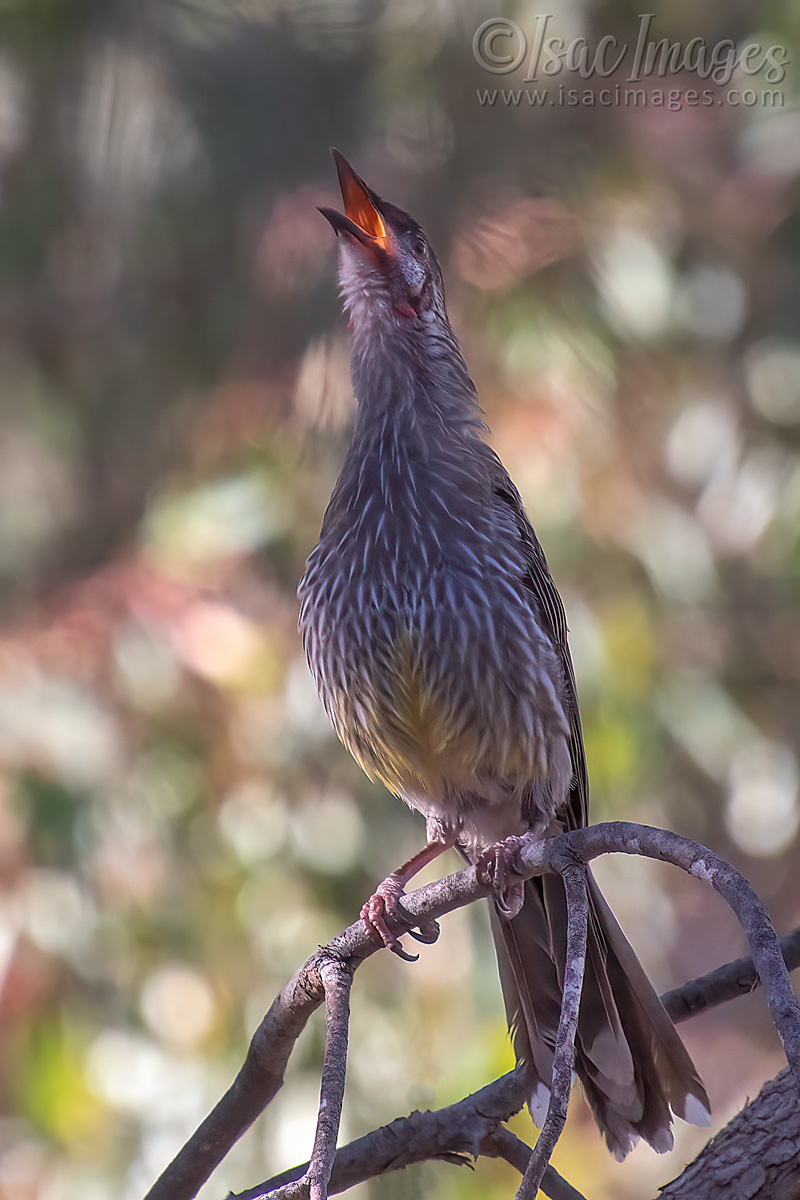 Click image for larger version

Name:	6046-Red_Wattlebird.jpg
Views:	45
Size:	291.9 KB
ID:	506756