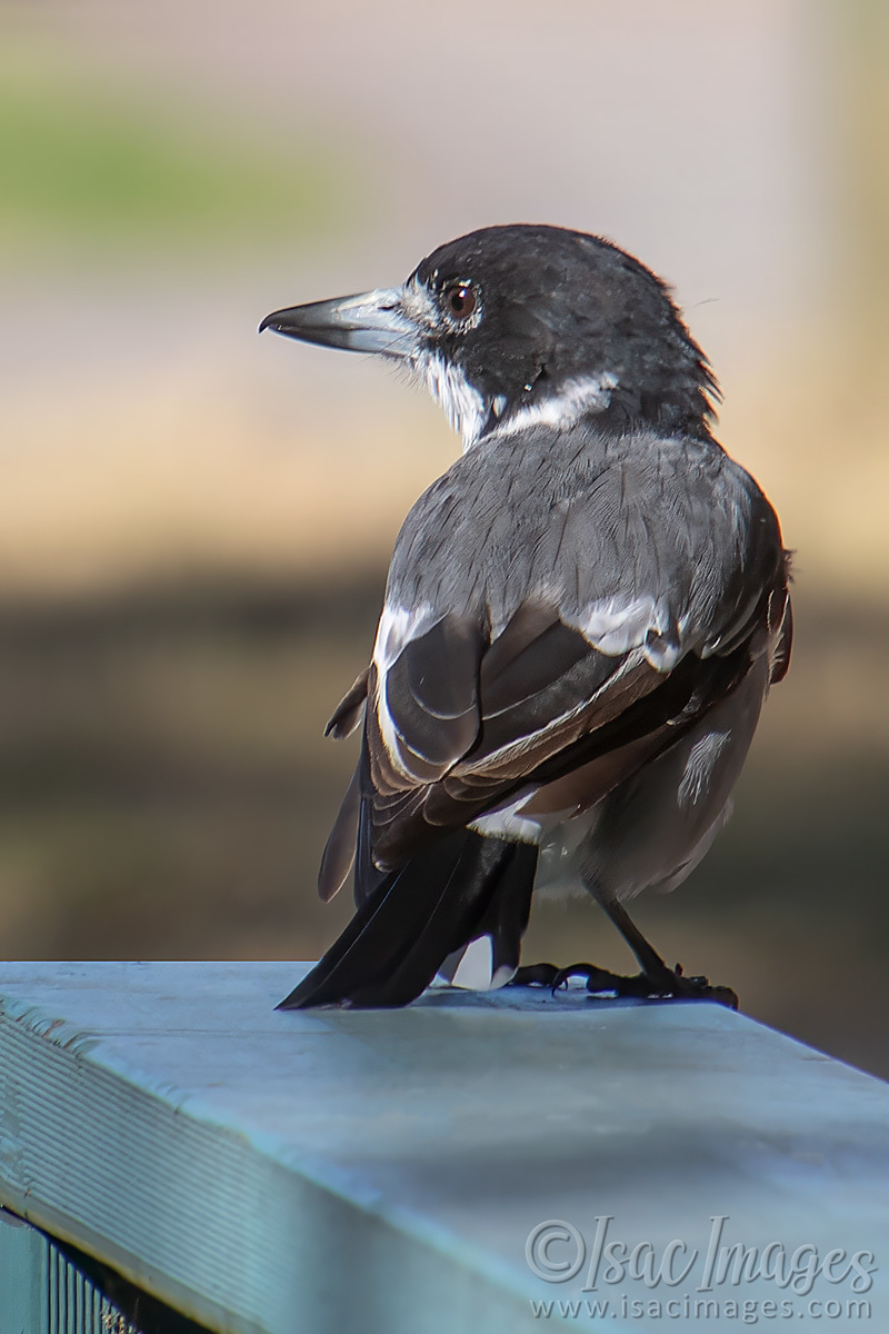 Click image for larger version  Name:	6078-Pied_Butcherbird.jpg Views:	13 Size:	206.6 KB ID:	506758