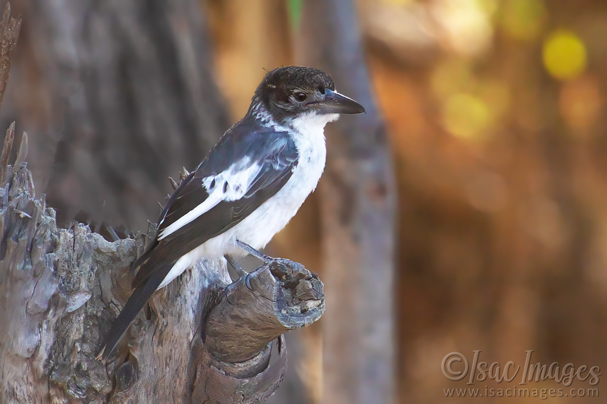 Click image for larger version  Name:	6016-Grey_Butcherbird.jpg Views:	10 Size:	264.7 KB ID:	506759