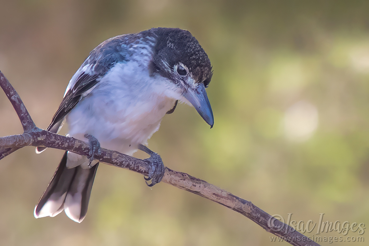 Click image for larger version  Name:	6027-Grey_Butcherbird.jpg Views:	11 Size:	264.7 KB ID:	506760