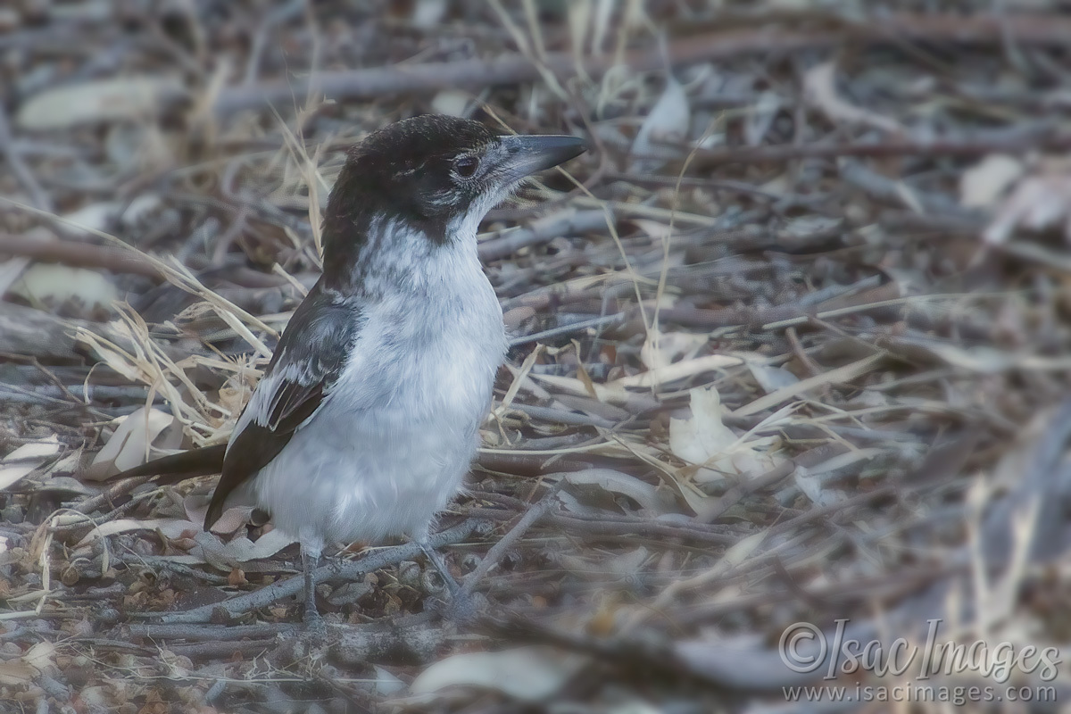 Click image for larger version

Name:	6021-Grey_Butcherbird.jpg
Views:	41
Size:	298.6 KB
ID:	506817