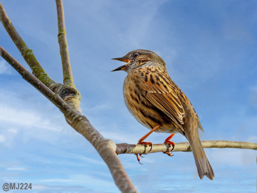 Click image for larger version

Name:	Dunnock.jpg
Views:	56
Size:	228.3 KB
ID:	507037