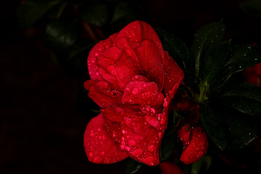 Click image for larger version

Name:	Red Flower.jpg
Views:	45
Size:	288.4 KB
ID:	472658