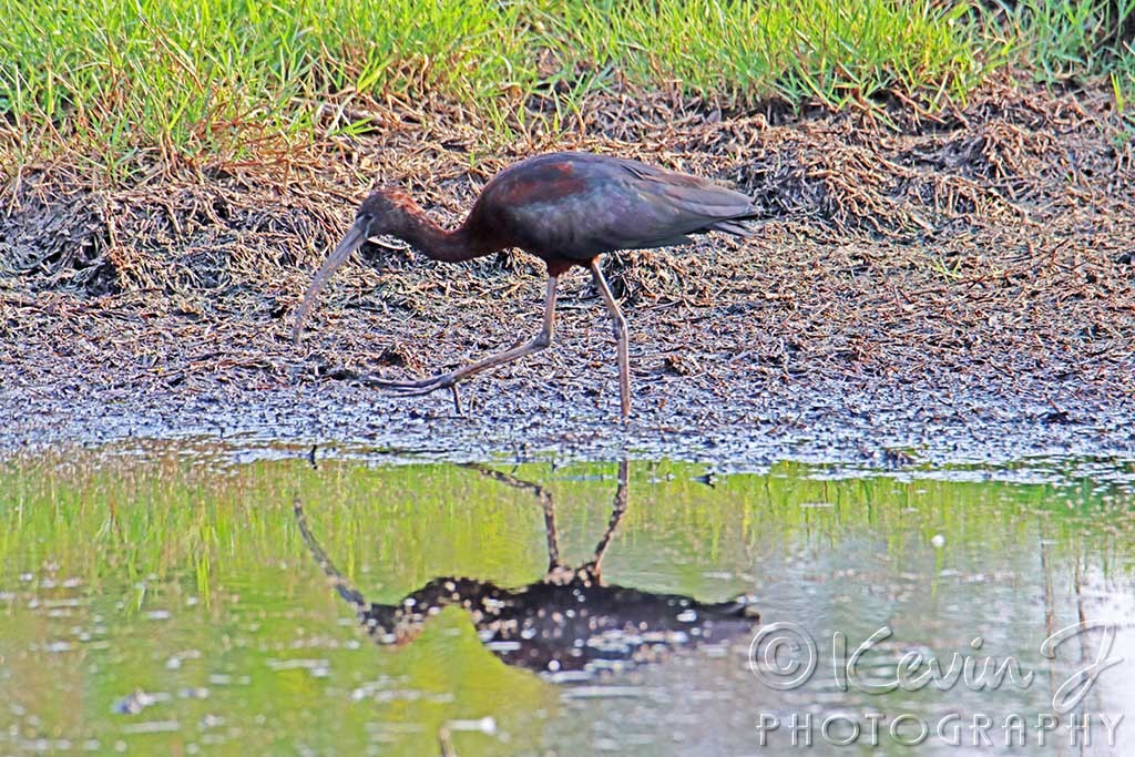 Click image for larger version

Name:	Glossy Ibis 1.jpg
Views:	134
Size:	312.8 KB
ID:	468899